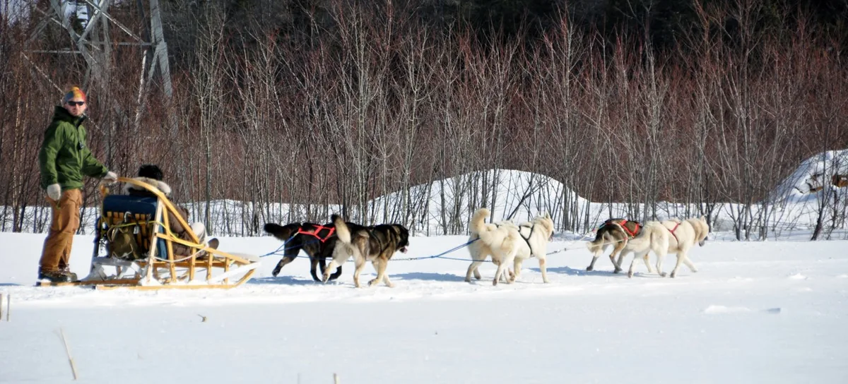 Chiens de traîneau — photo d’illustration.