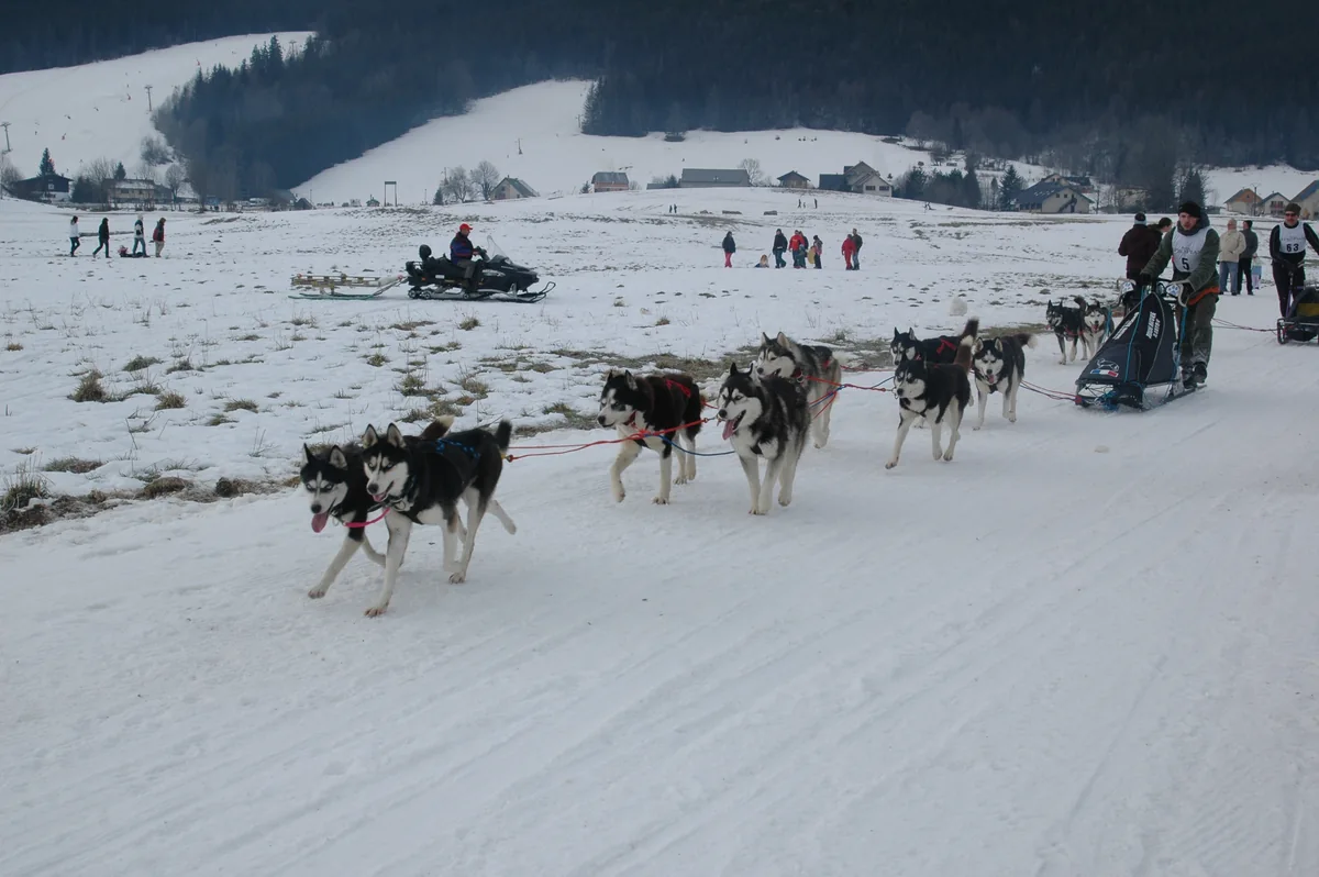 Attelage de chiens tirant un traîneau conduit par un musher sur la neige