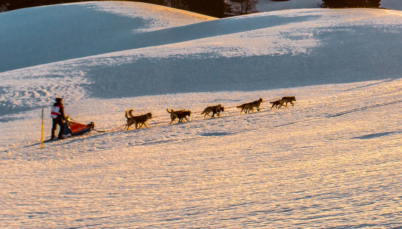 Un attelage de chiens tire un traîneau conduit par un musher sur la neige au Revard.